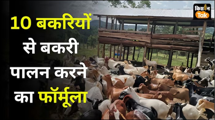 Goat Farming