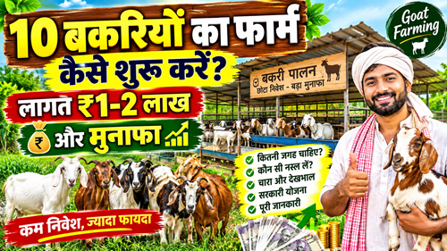 Goat Farming
